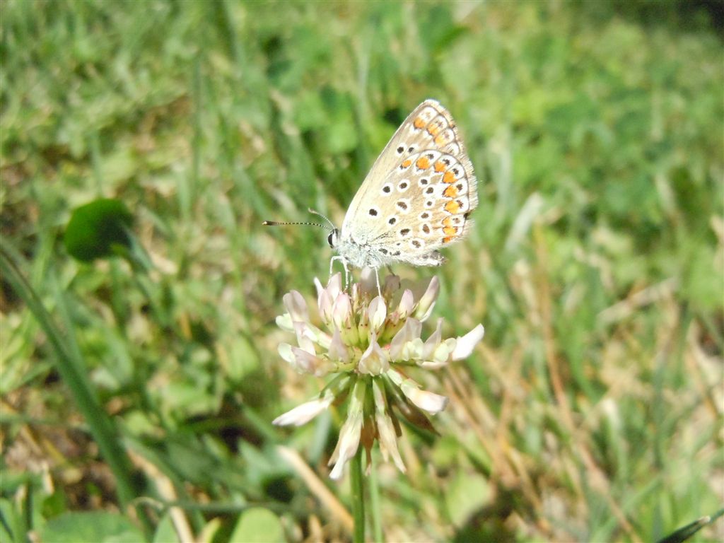 Polyommatus icarus?